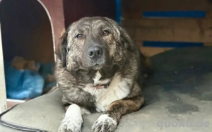 Gnadenplatz für zauberhafte Gerda gesucht Bild 2