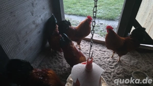 8  Zwerg New Hampshire Hähne 