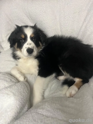 1 Australian Shepherd Welpe sucht ein Neues Zuhause. 12 Wochen Alt