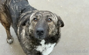 Gnadenplatz für zauberhafte Gerda gesucht Bild 3