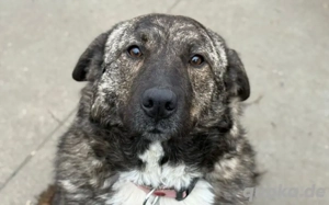 Gnadenplatz für zauberhafte Gerda gesucht Bild 4