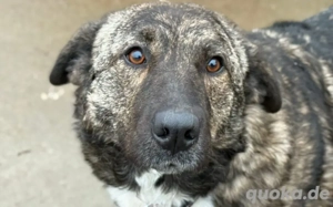Gnadenplatz für zauberhafte Gerda gesucht Bild 6