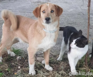  Stevie (Wonder) sucht sein Duett!  Blind? Fast. Besonders? Definitiv!