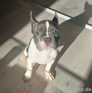Französischer Bulldogge