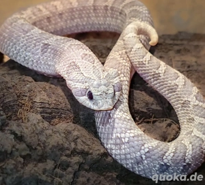 0.1 Lavender Hakennasennatter 