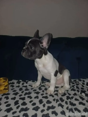 Französischer Bulldogge