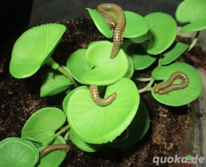 5x Tausendfüßer Tausendfüßler Benoitolus sp. Khao Soc