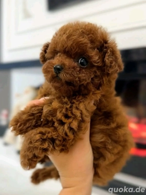 Wunderschöne Zwergpudelwelpen   bereit für ihr neues Zuhause