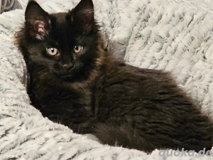 Main Coon Kitten ohne Stammbaum 