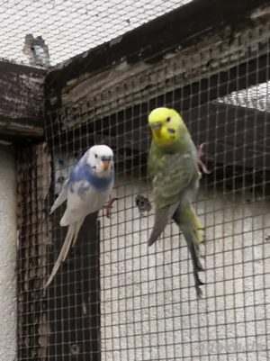 Wellensittiche abzugeben 