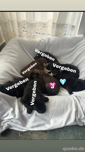 Hundewelpen suchen ein Zuhause