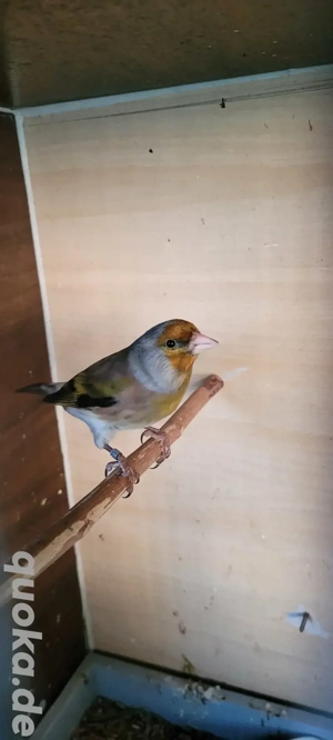 Stieglitz Mischling abzugeben 