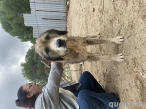 Zuhause oder Pflegestelle gesucht für Lisa  Bild 3