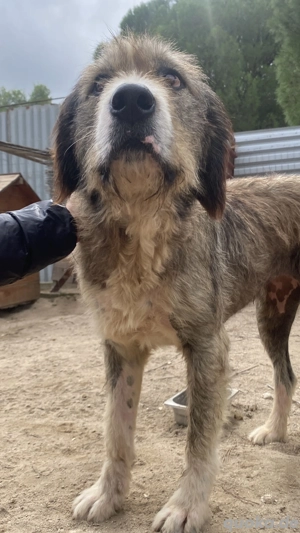 Zuhause oder Pflegestelle gesucht für Lisa 