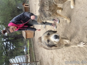 Zuhause oder Pflegestelle gesucht für Lisa  Bild 5