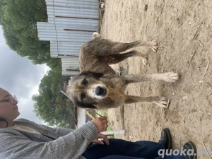 Zuhause oder Pflegestelle gesucht für Lisa  Bild 2