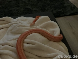 2x männliche Kornnattern 1.0 von 2018