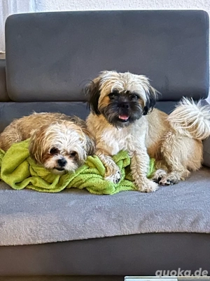 ShihTzu Mischlinge zu verkaufen