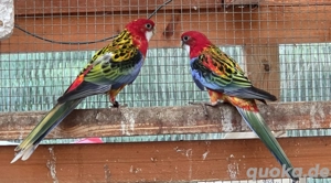 Rosella Mutationen 