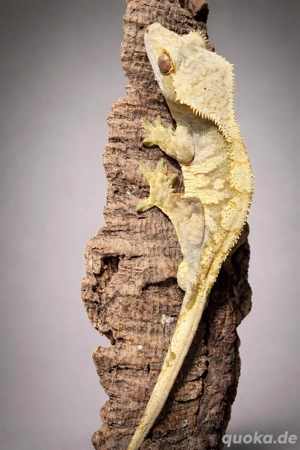 Extreme Harlequin Zuchtmännchen, Correlophus ciliatus, Kronengecko