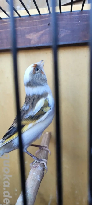 Stieglitz Mischlinge abzugeben 