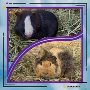 2 Meerschweinchen für beide zusammen 20 