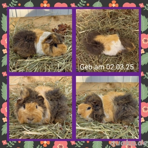 Meerschweinchen, Böckchen