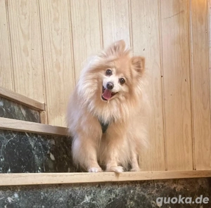 Zwergspitz Hündin abzugeben