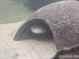 3x Axolotl tausch möglich 