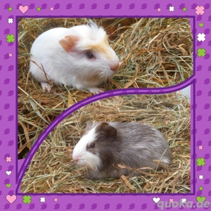 2 Meerschweinchen, Weibchen mit Zubehör 95 