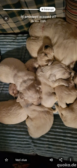 Welpen Golden retriever 