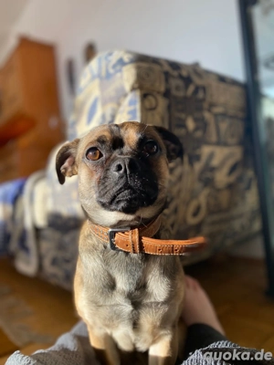 Mops Mix 1,5 Jahre männlich