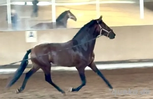 Osado 7 jähriger PRE 