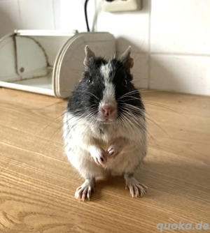 Besonders schöne Degudame