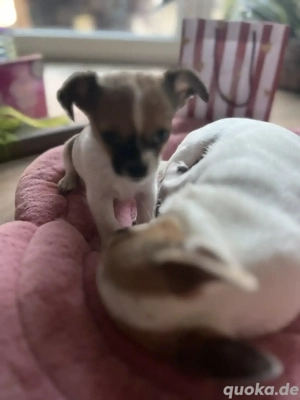Mini Chihuahua  Mix 