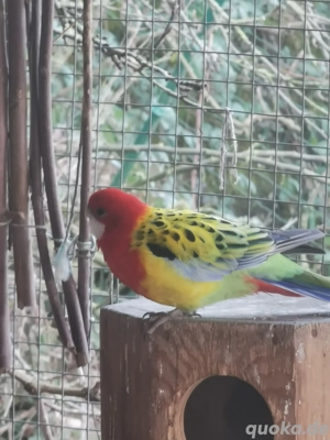 Rosellasittich Rosella Henne Weibchen
