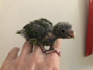 junge handzahme Ziegensittich-Babys