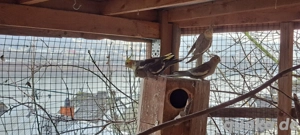 Nymphensittiche männlich weiblich aus 2025 Bild 4