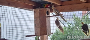 Nymphensittiche männlich weiblich aus 2025 Bild 3