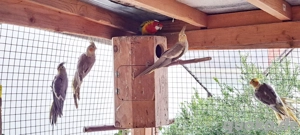 Nymphensittiche männlich weiblich aus 2025 Bild 2