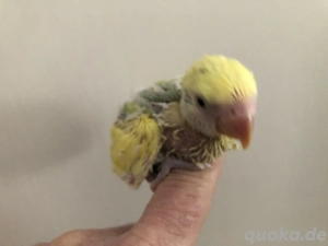 junge handzahme Rosenköpfchen-Babys