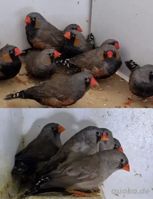 Schwarze Zebrafinken   Aus Hobbyhaltung