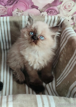 Bezaubernde Perser-Kater abzugeben   