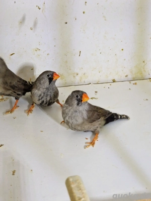 Schwarze Zebrafinken   Aus Hobbyhaltung