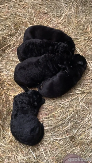 Schäferhund Mischling Welpen