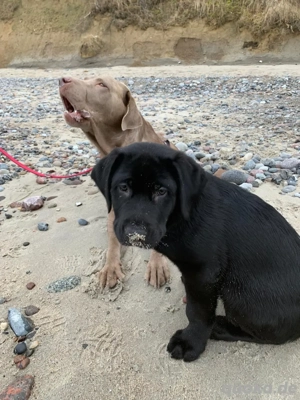 Sofort abgabebereit - Reinrassige Labradorwelpen in edlem samtschwarz suchen ihr zuhause