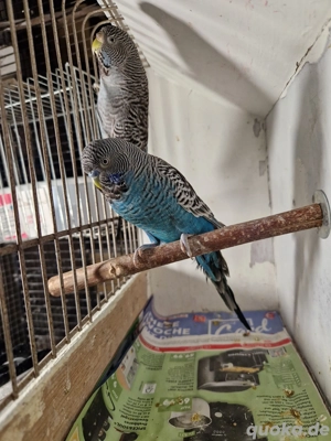 Wellensittich Paar Blackface