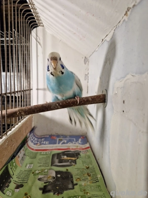 Wellensittich Weibchen - blau weiss