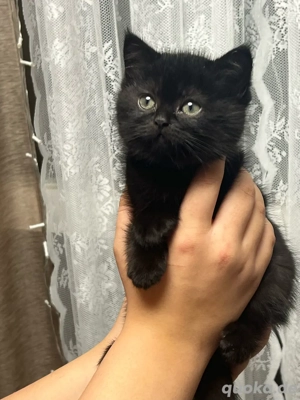 Britisch Kurzhaar Kitten weiblich