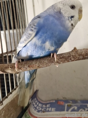 Wellensittich Weibchen - weiß lila